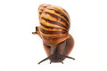 Archachatina marginata candefacta Cameroon striped adult